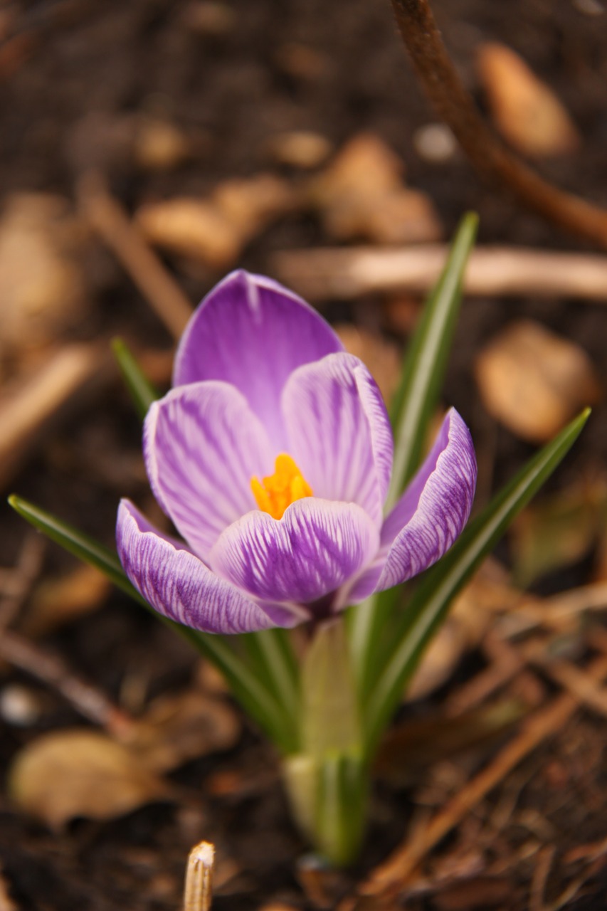 crocus  purple  flower free photo