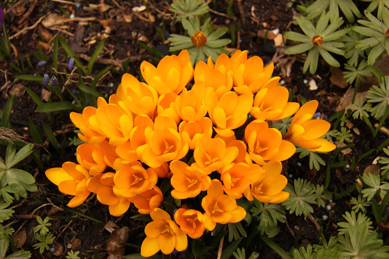 crocus  yellow  natural free photo