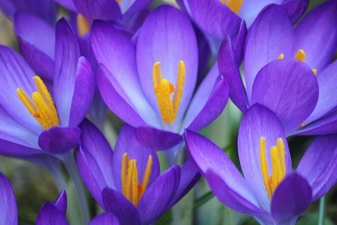 crocus flower purple free photo