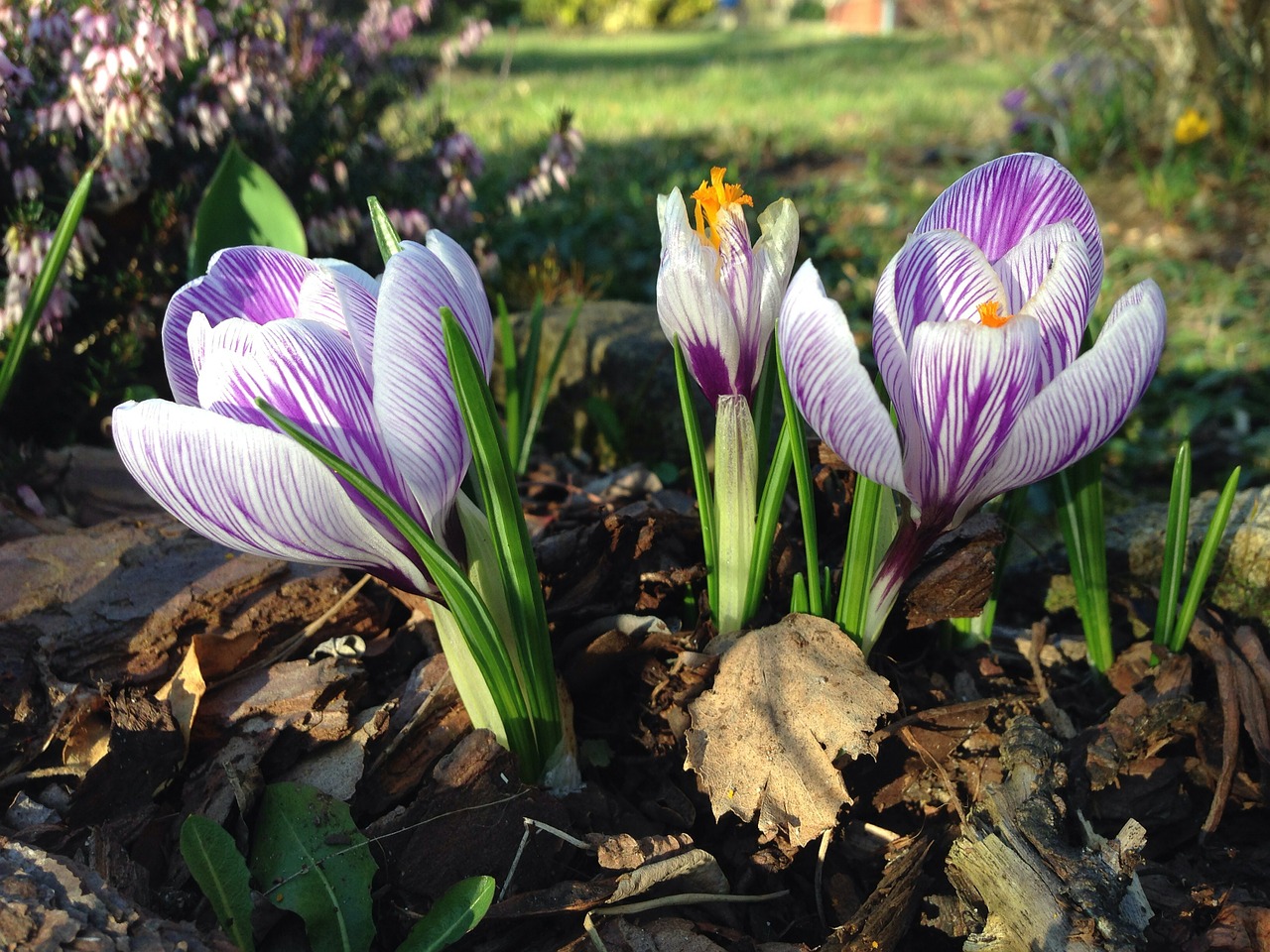 crocus early bloomer spring free photo