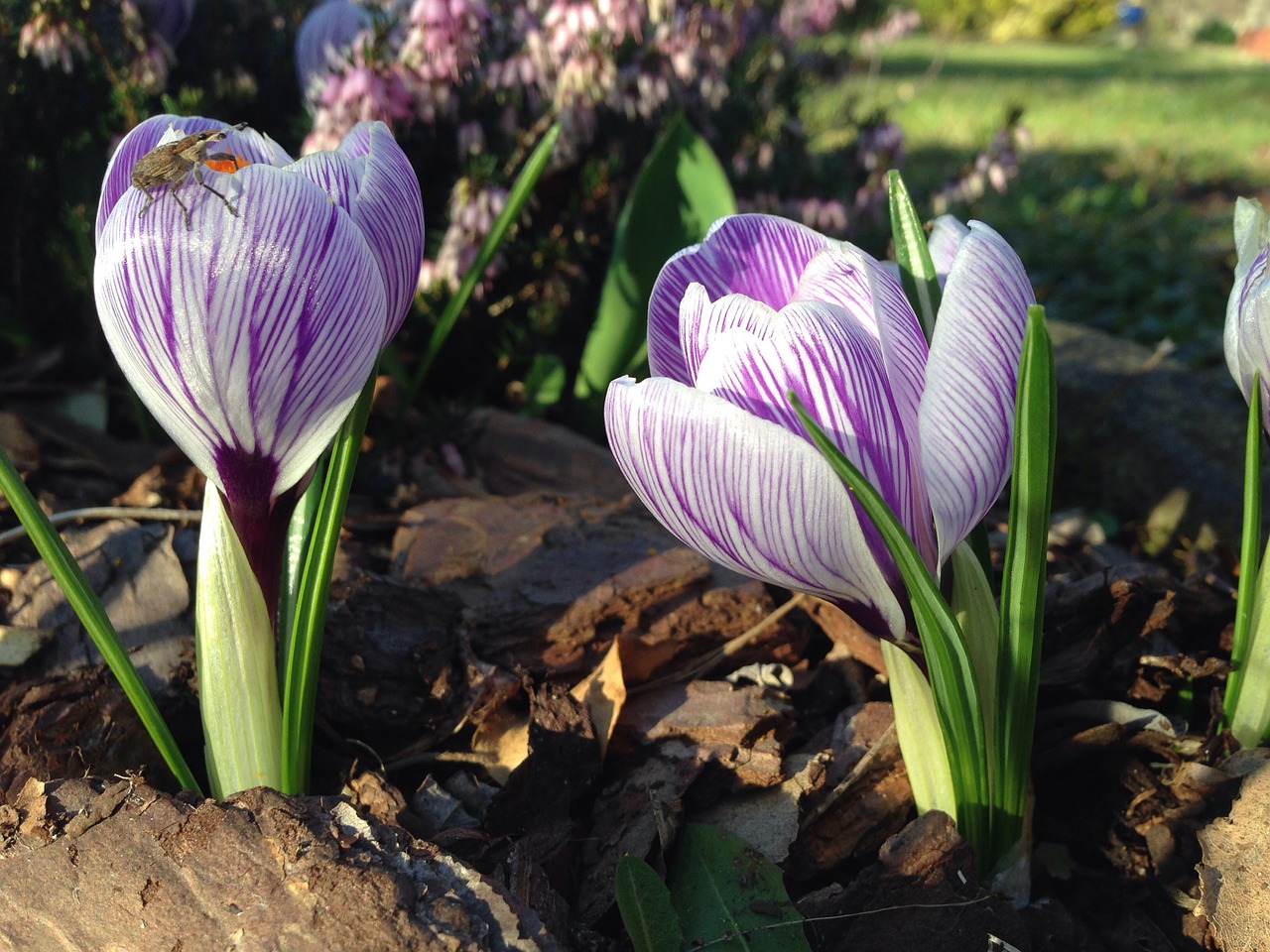 crocus early bloomer insect free photo
