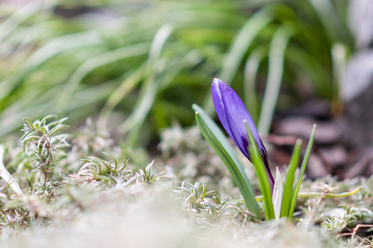 crocus  blue  flower free photo