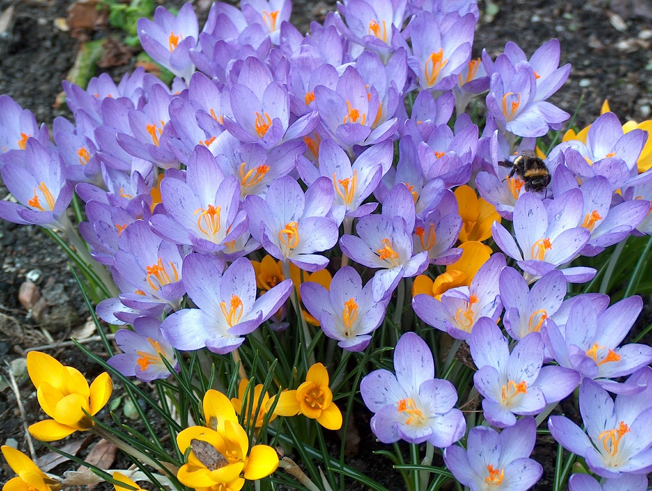 crocus flowers garden free photo
