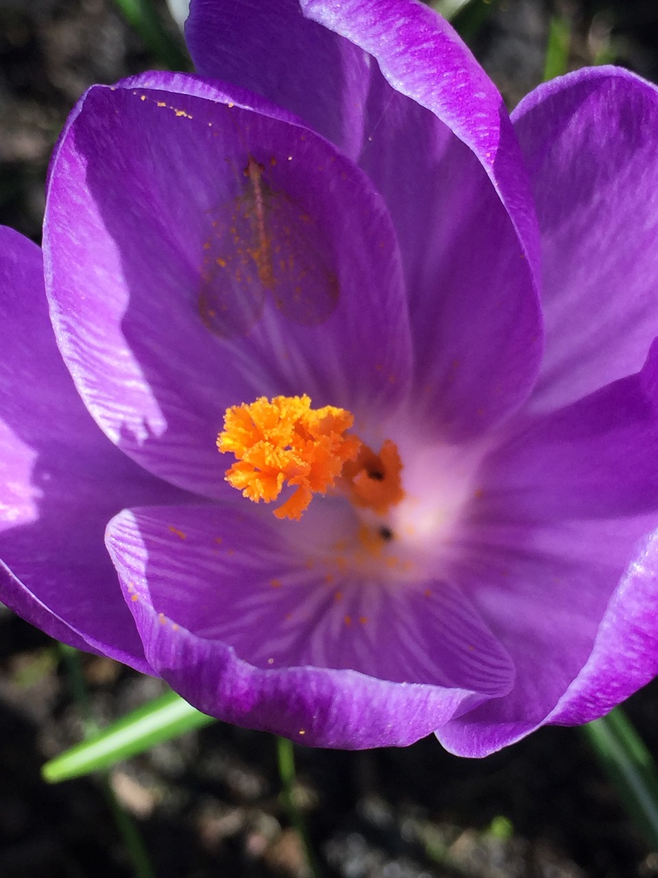 crocus  blossom  bloom free photo