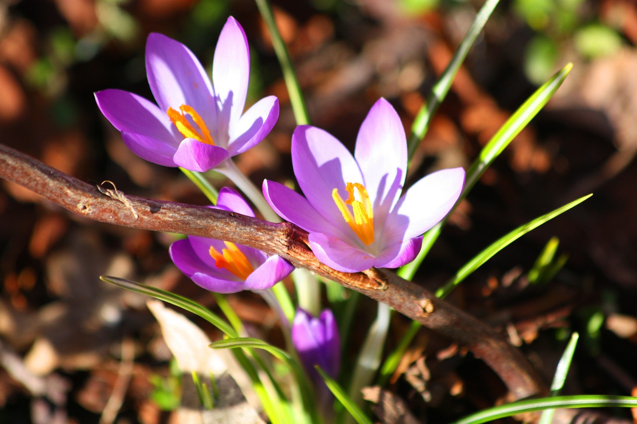 crocus purple spring free photo