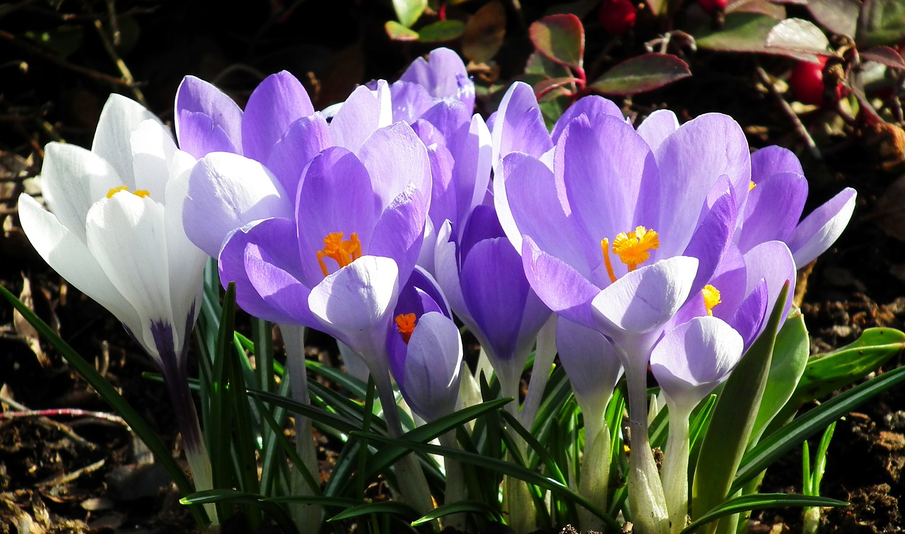 crocus  colorful  flowers free photo