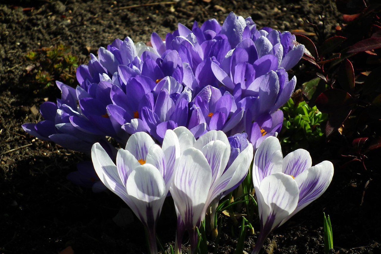 crocus  flowers  spring free photo