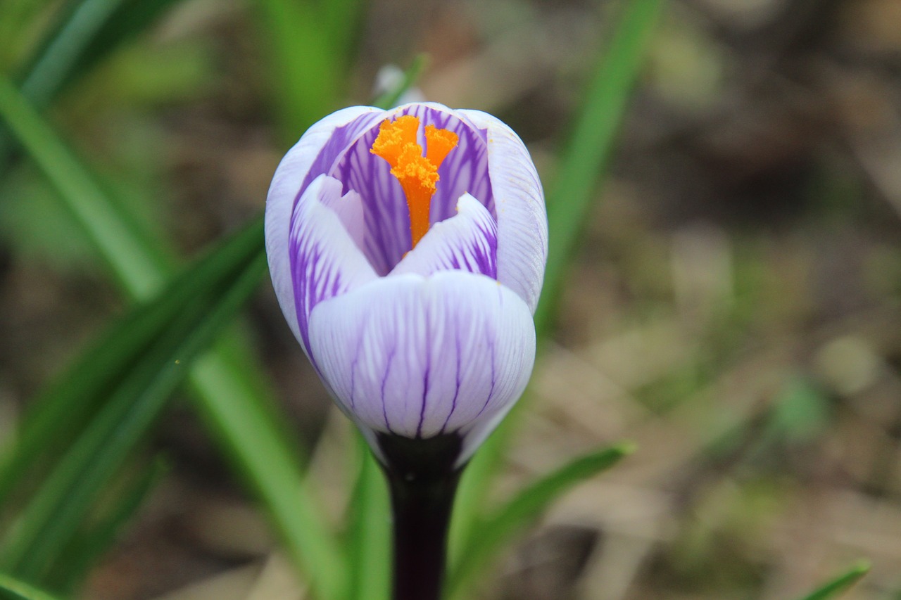 crocus  spring  flower free photo