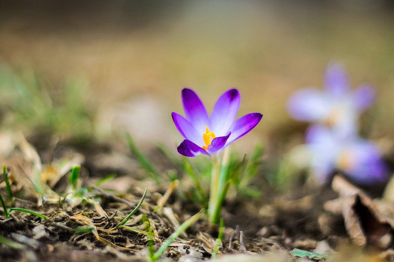 crocus  purple  plant breeding free photo