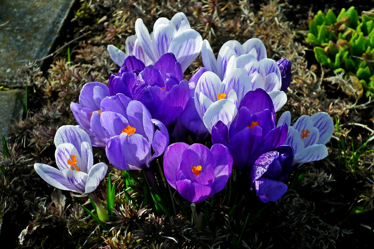 crocus  flowers  colorful free photo