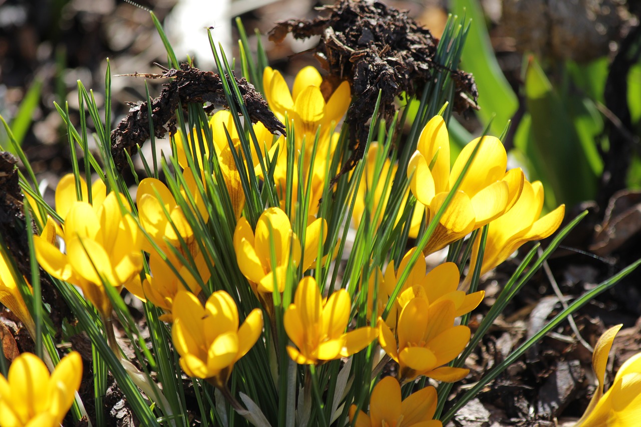 crocus  yellow  nature free photo