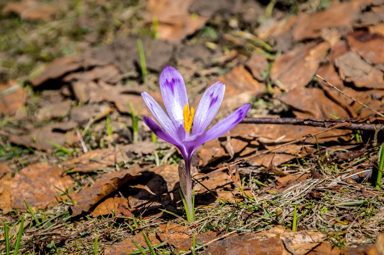 crocus  spring  nature free photo