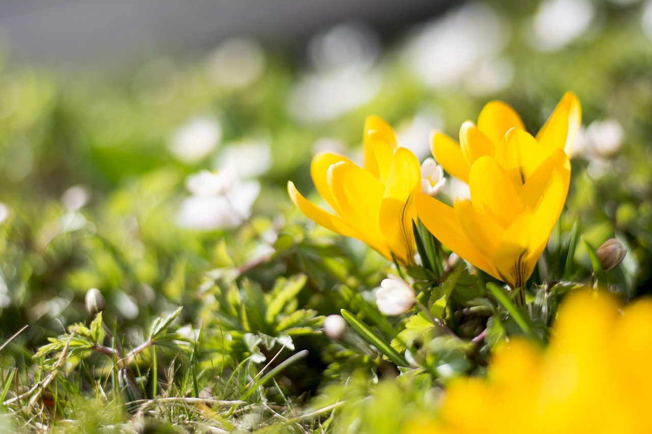 crocus  yellow  flower free photo