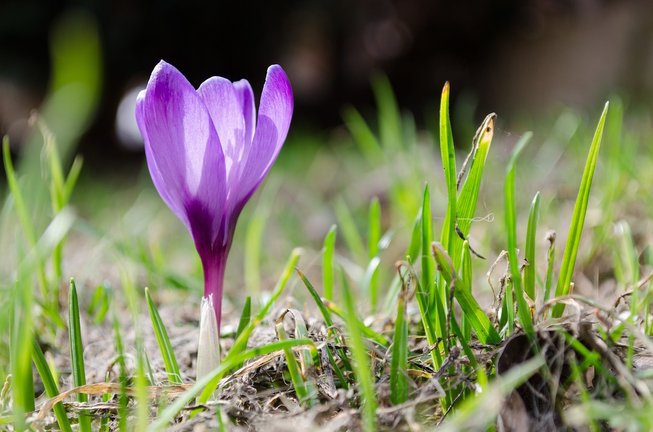 crocus  flower  purple free photo