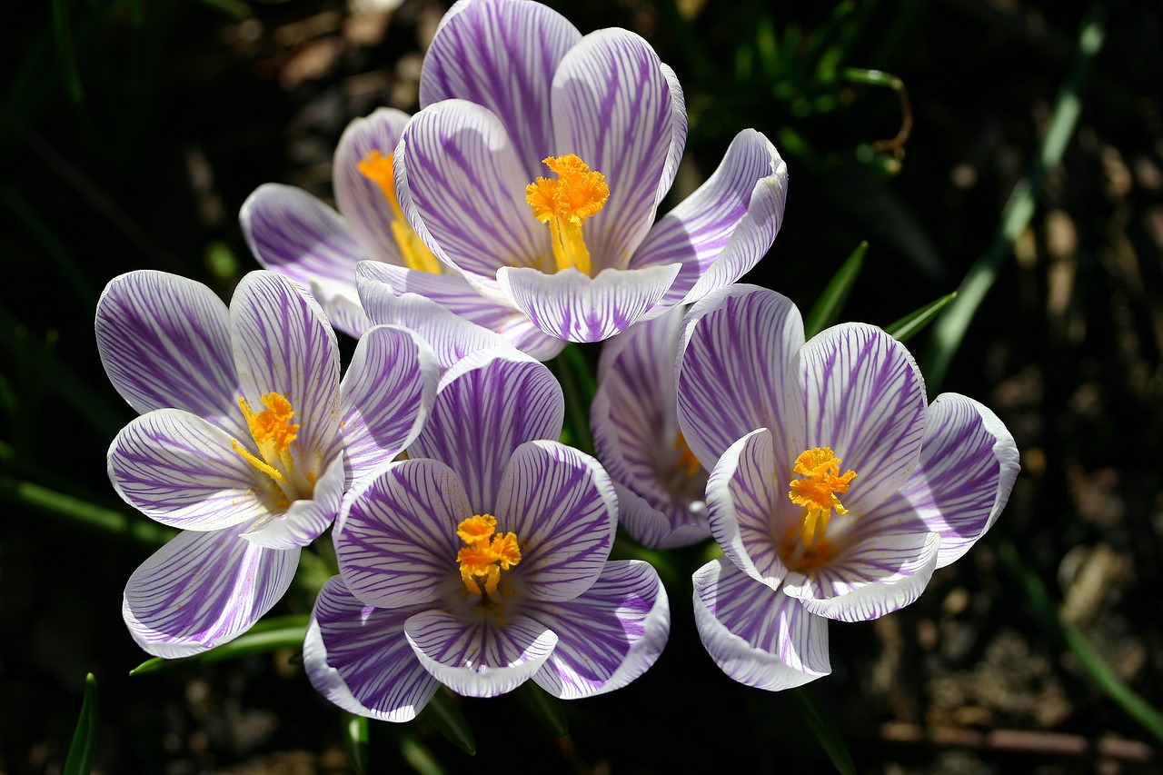 crocus  spring  close up free photo