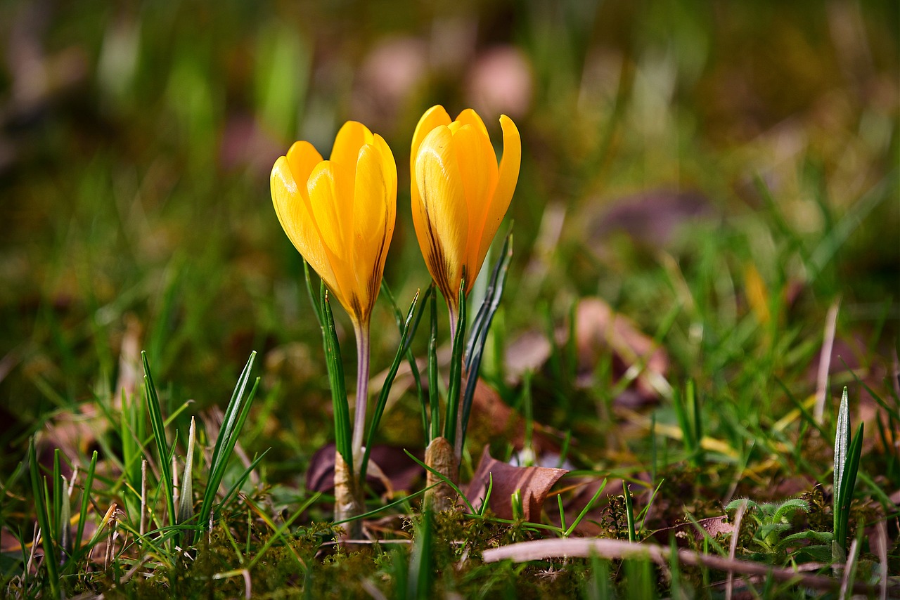 crocus  spring flower  plant free photo