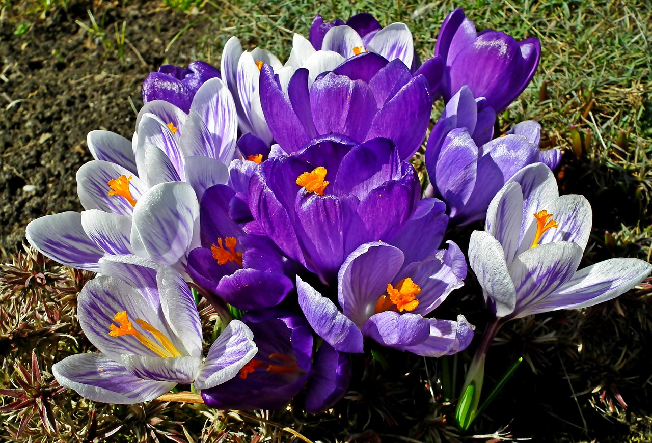 crocus  flowers  onion free photo