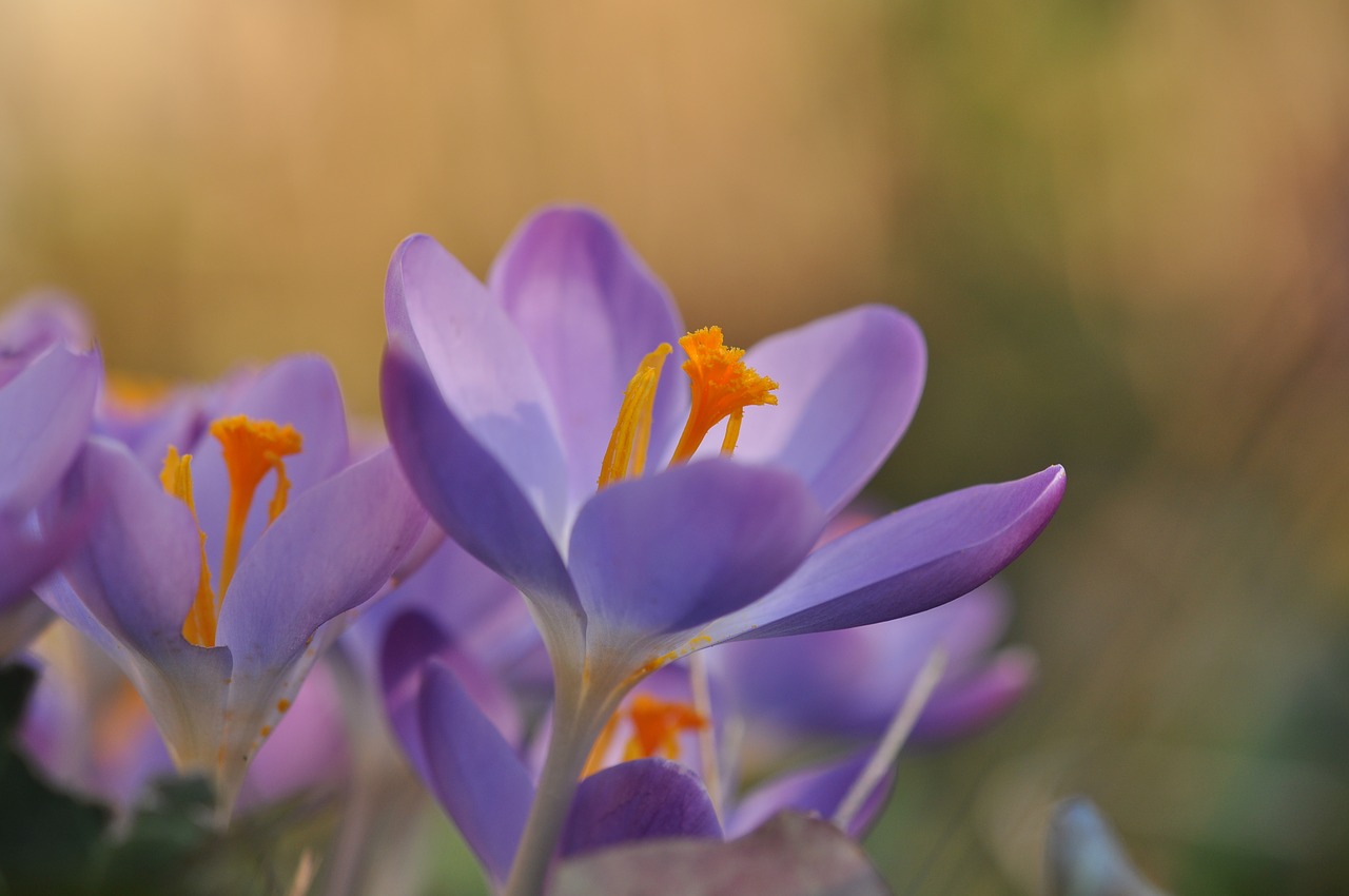 crocus  bokeh  purple free photo