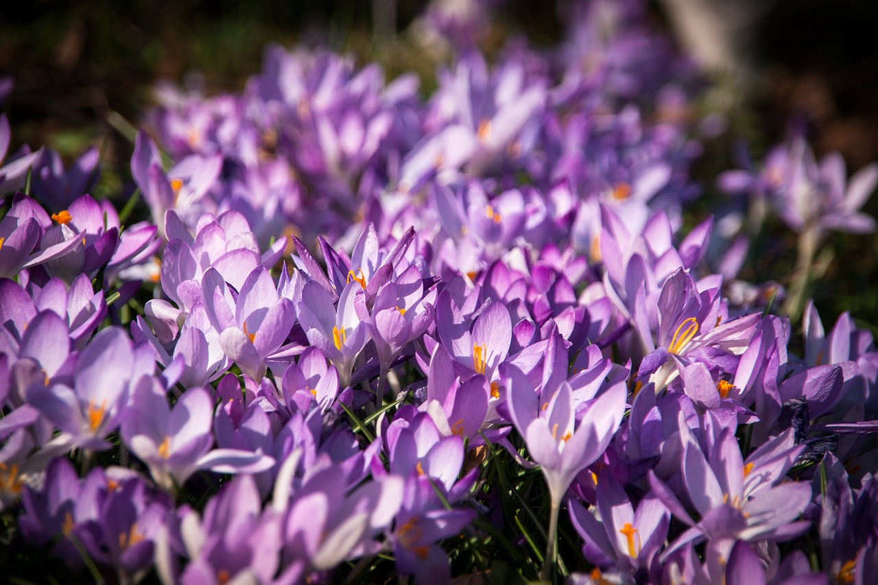 crocus  spring  flowers free photo