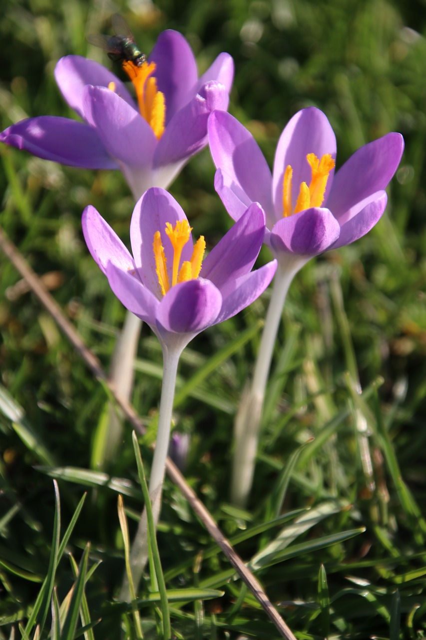 crocus  flower  for free photo