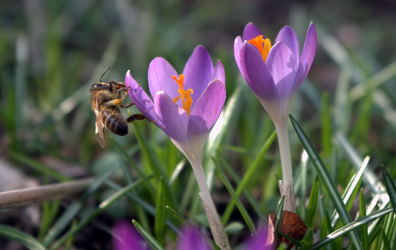 crocus  early bloomer  spring free photo