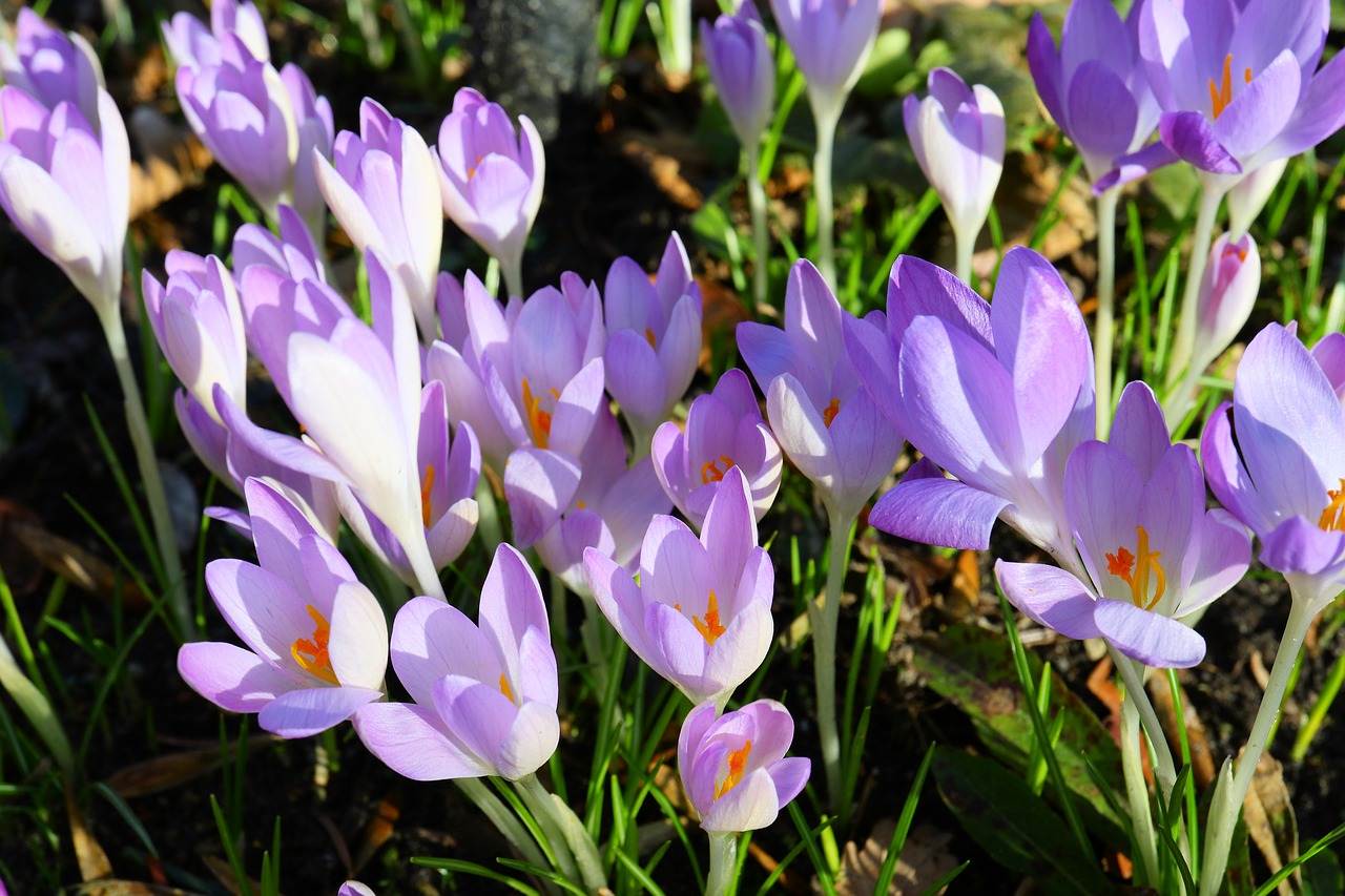 crocus  tender  purple free photo