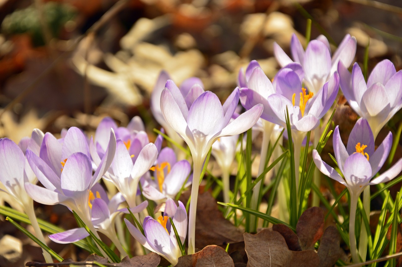 crocus  flower meadow  early bloomer free photo