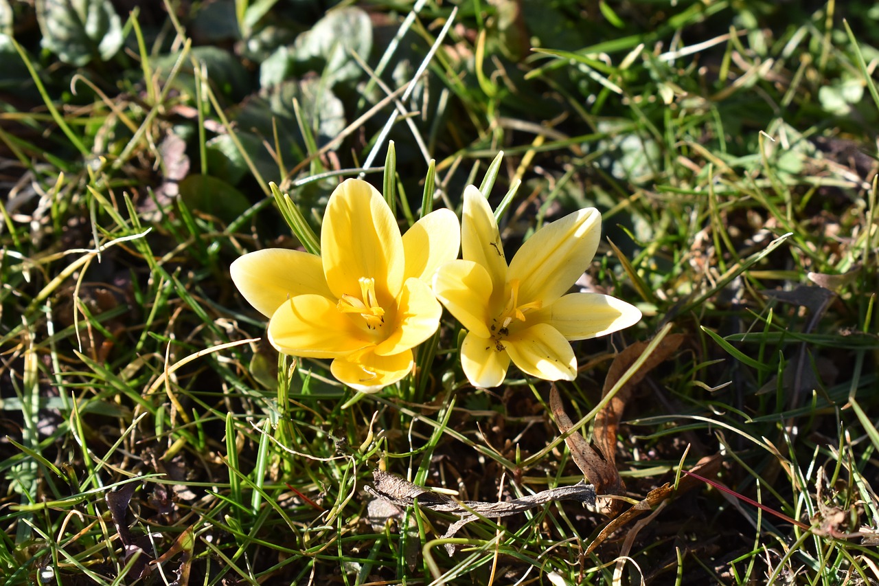 crocus  spring  nature free photo