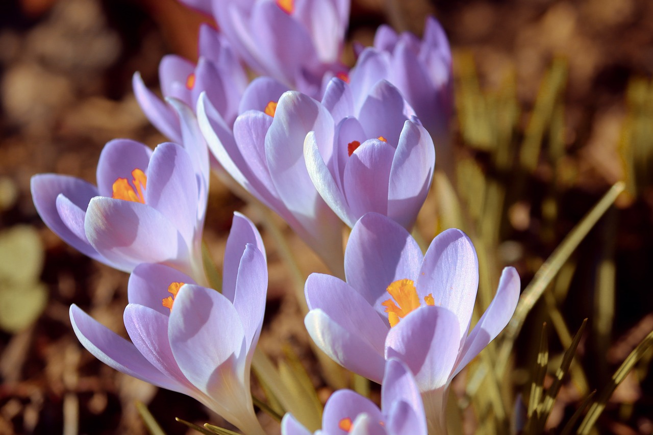 crocus  spring  lenz free photo