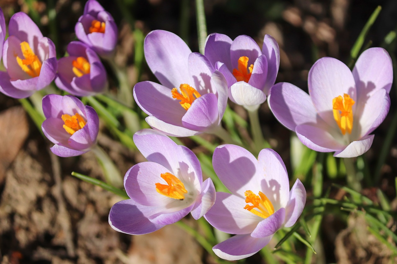 crocus  spring  lenz free photo