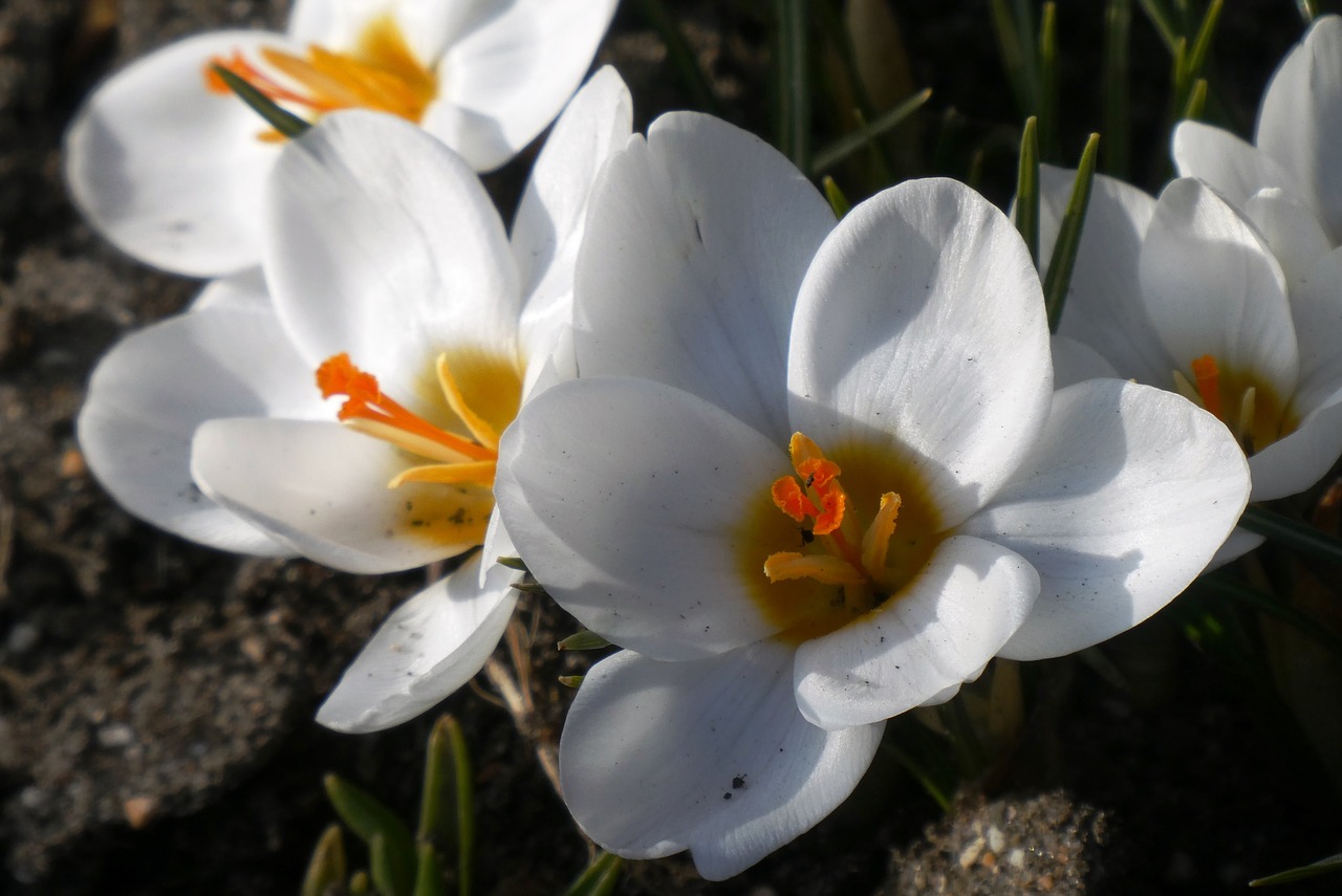 crocus  flower  bloom free photo