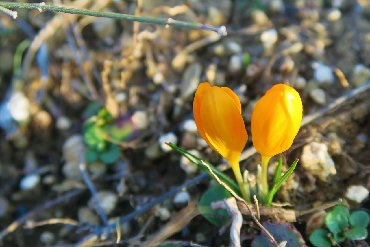 crocus  flower  spring free photo