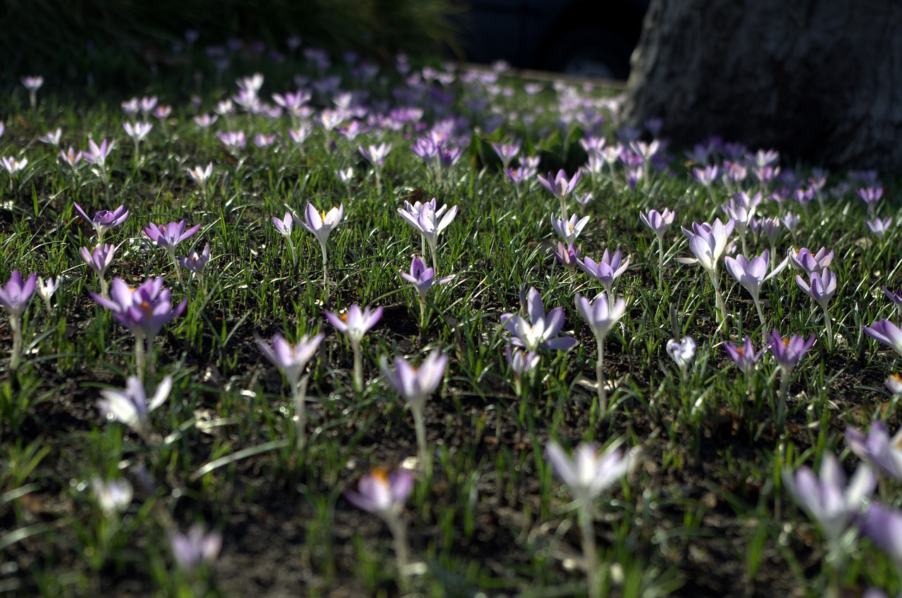 crocus  flower meadow  early bloomer free photo