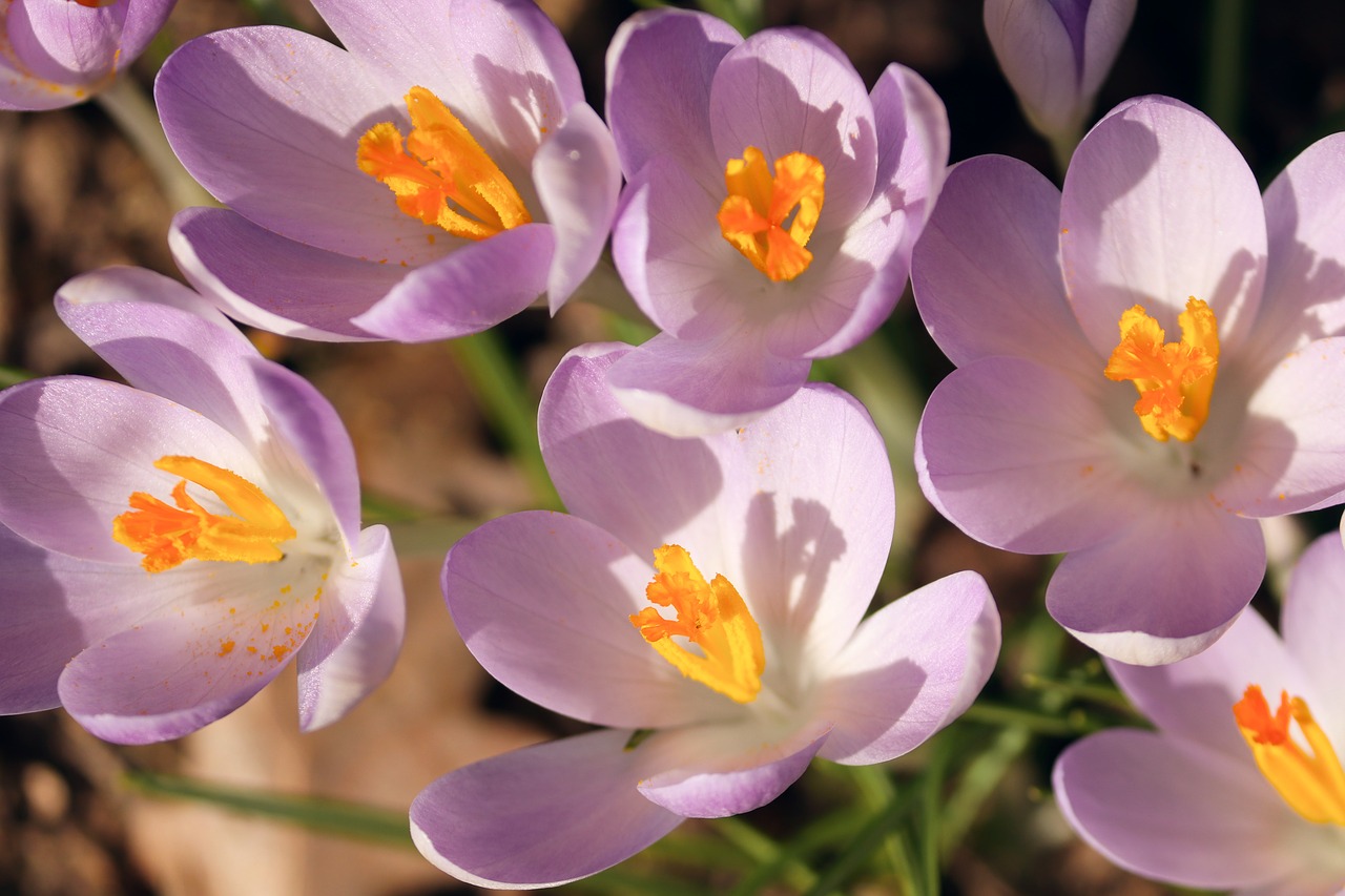 crocus  spring  lenz free photo