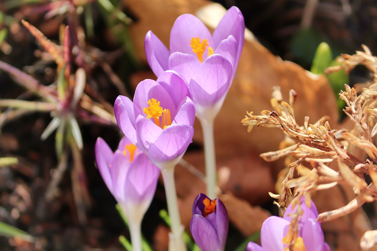 crocus  spring  lenz free photo