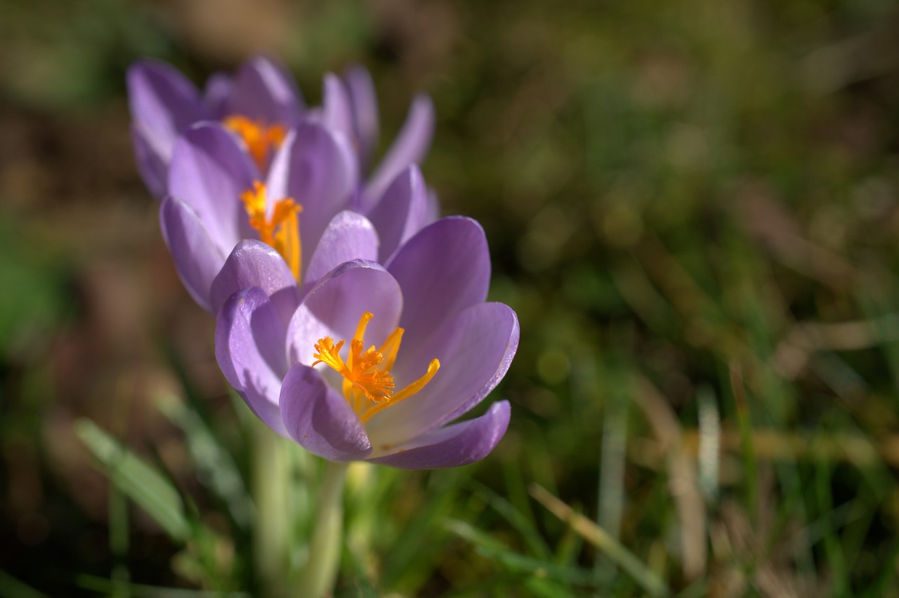 crocus  spring  violet free photo