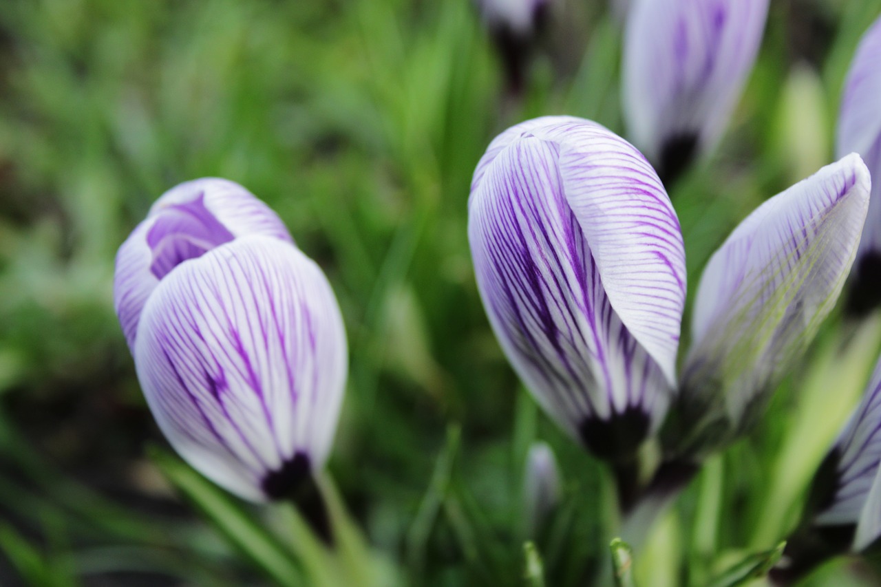 crocus  purple  flower free photo