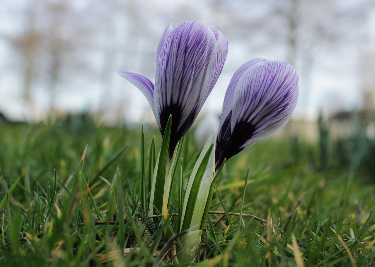 crocus  purple  violet free photo