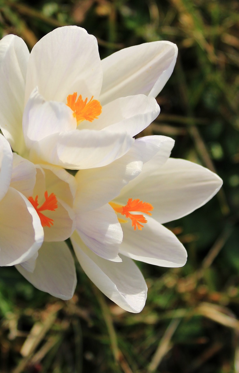 crocus  white  flower free photo