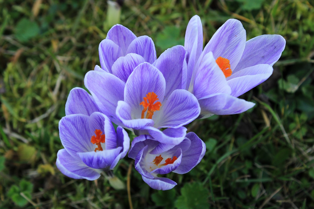 crocus  purple  violet free photo