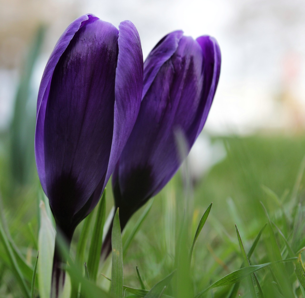 crocus  purple  flower free photo