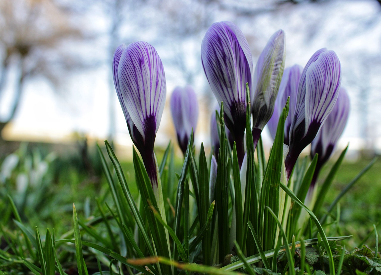 crocus  purple  flower free photo