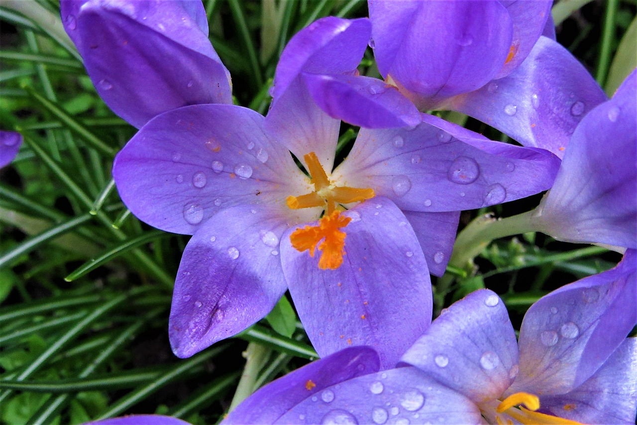 crocus  rain  bolplant free photo