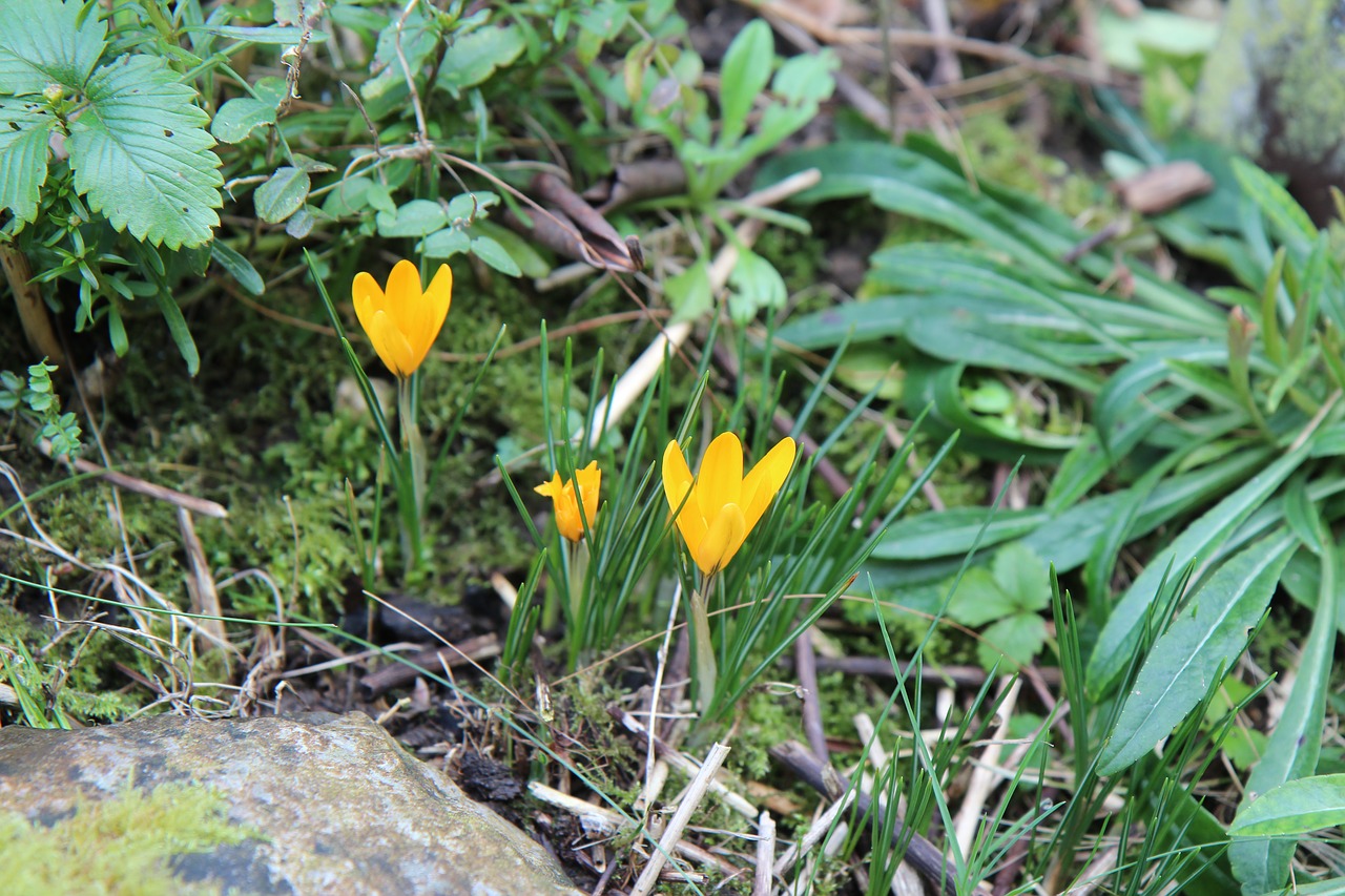 crocus  crocus yellow  flowers free photo