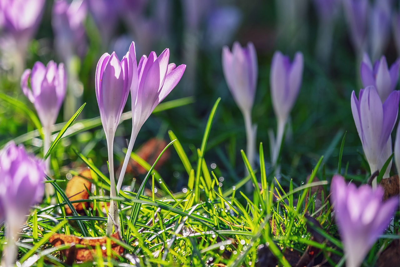 crocus  flower  blossom free photo