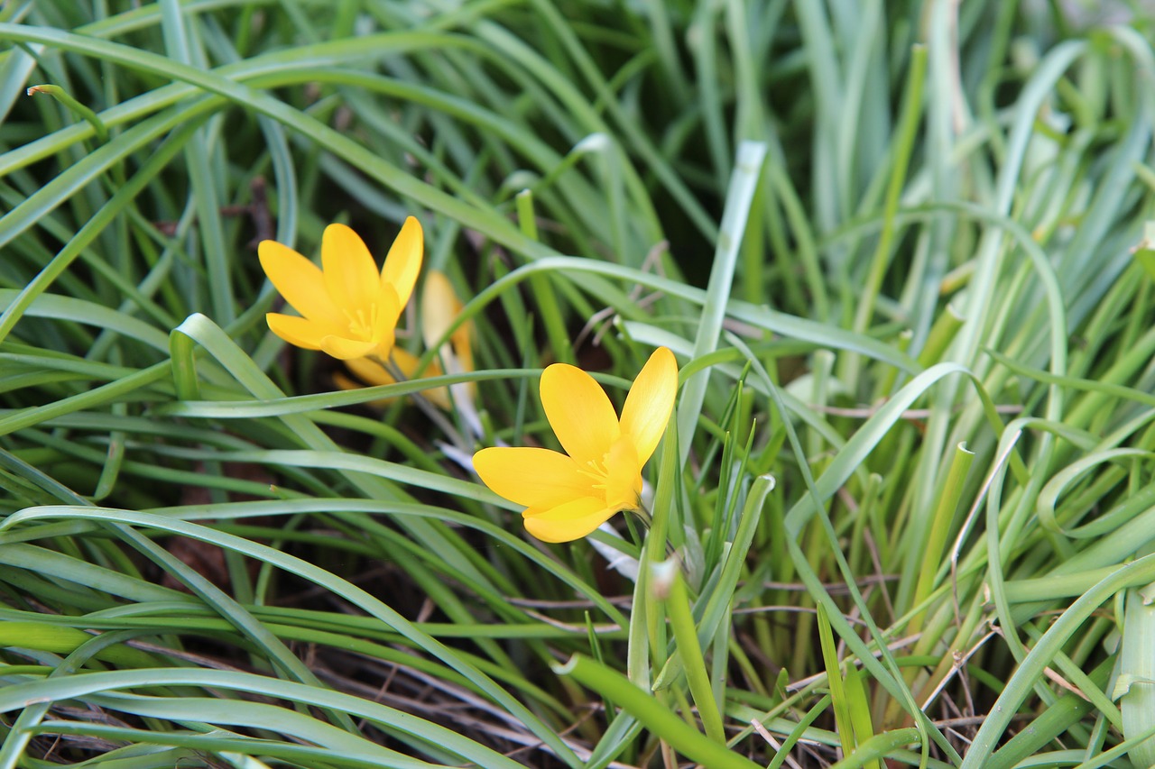 crocus  crocus yellow  flower free photo