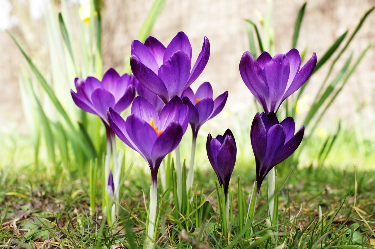 crocus  purple  flower free photo