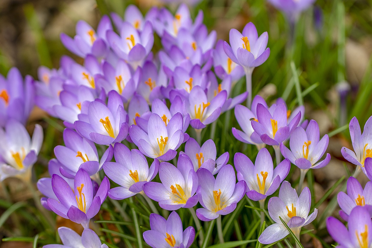 crocus  spring  wildflowers free photo