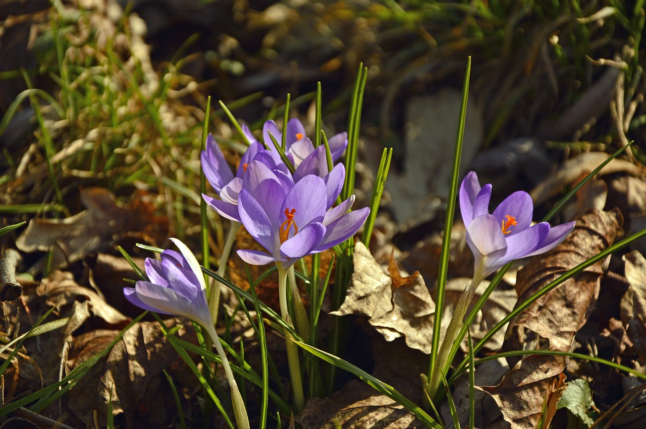 crocus  early bloomer  flowers free photo