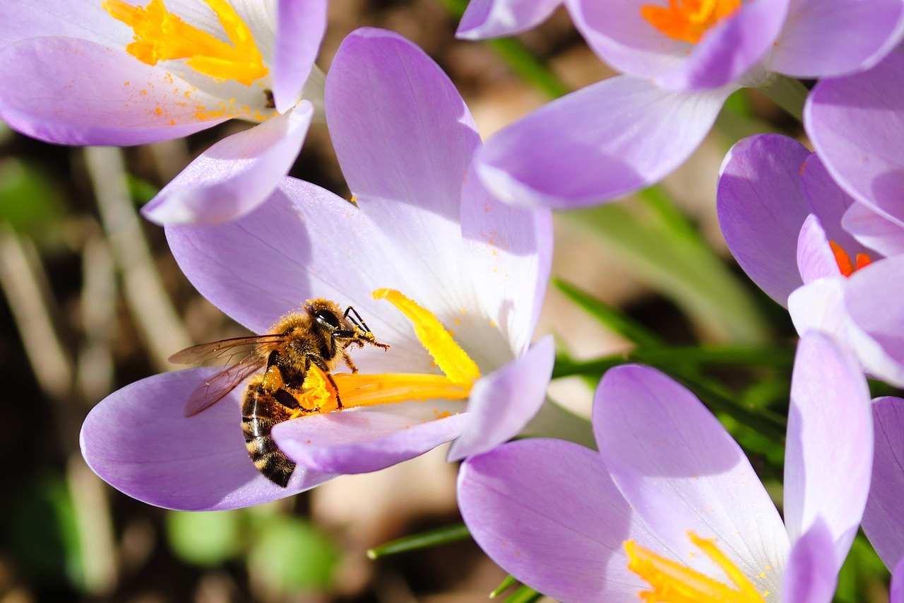 crocus  bee  blossom free photo
